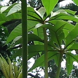 Tetrapanax Rex (Steroidal Giant) Giant Ricepaper Plant copyright www.PerkGroen.nl